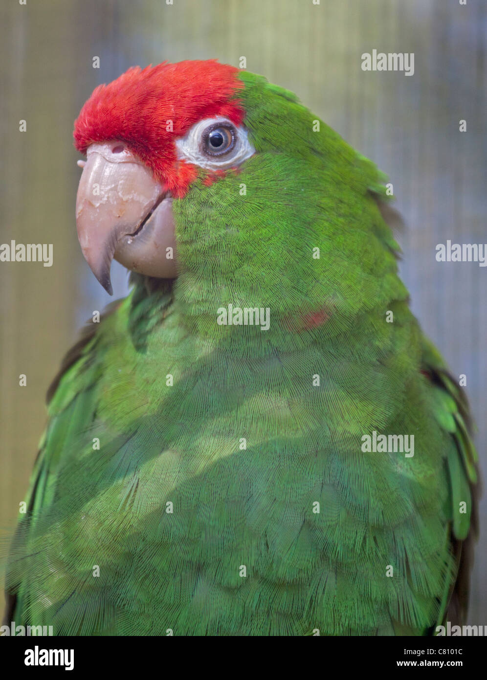 Wagler's Conure/Scarlet Fronted Parakeet (aratinga wagleri) Stock Photo