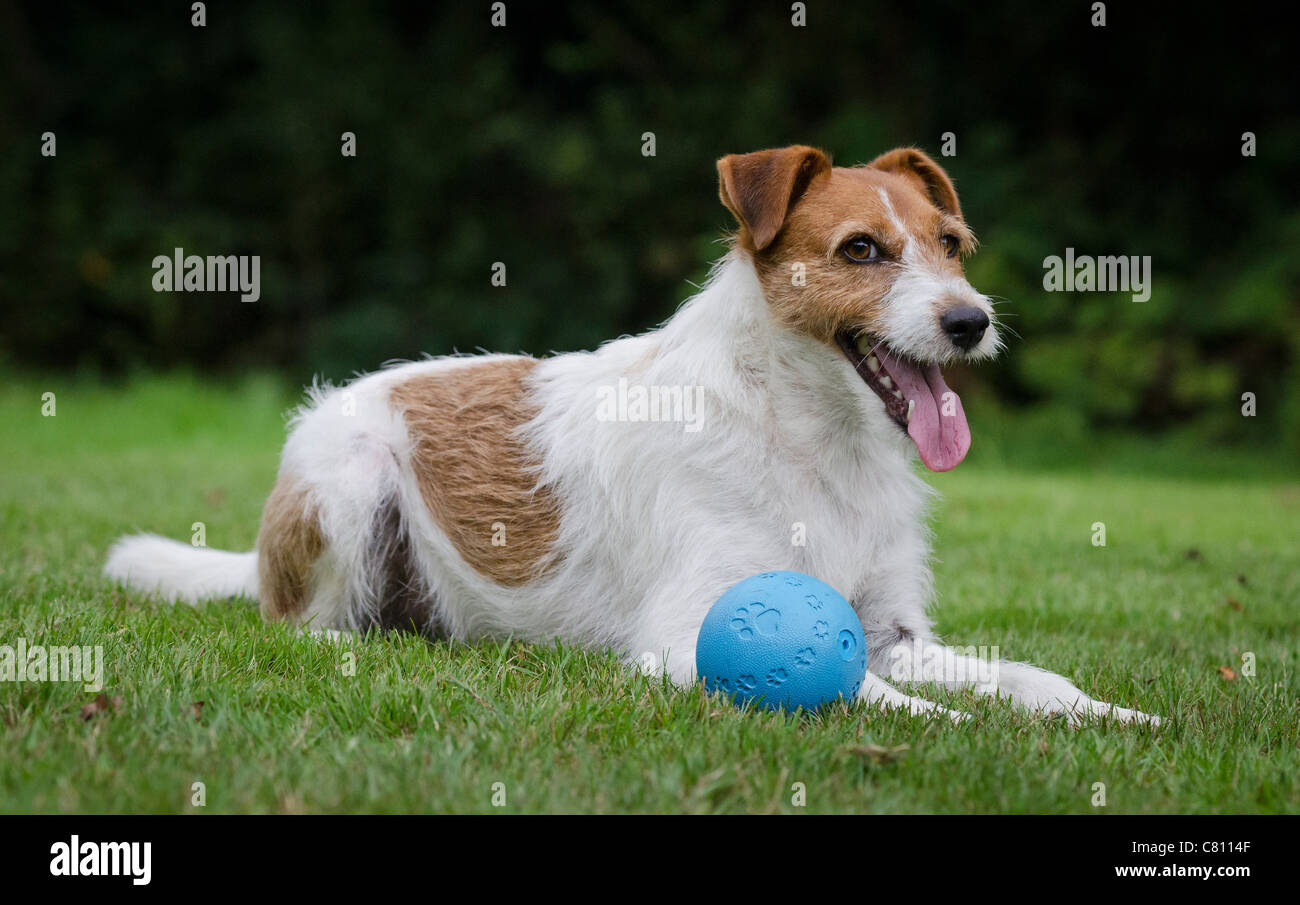 White dog playing ball hires stock photography and images Alamy