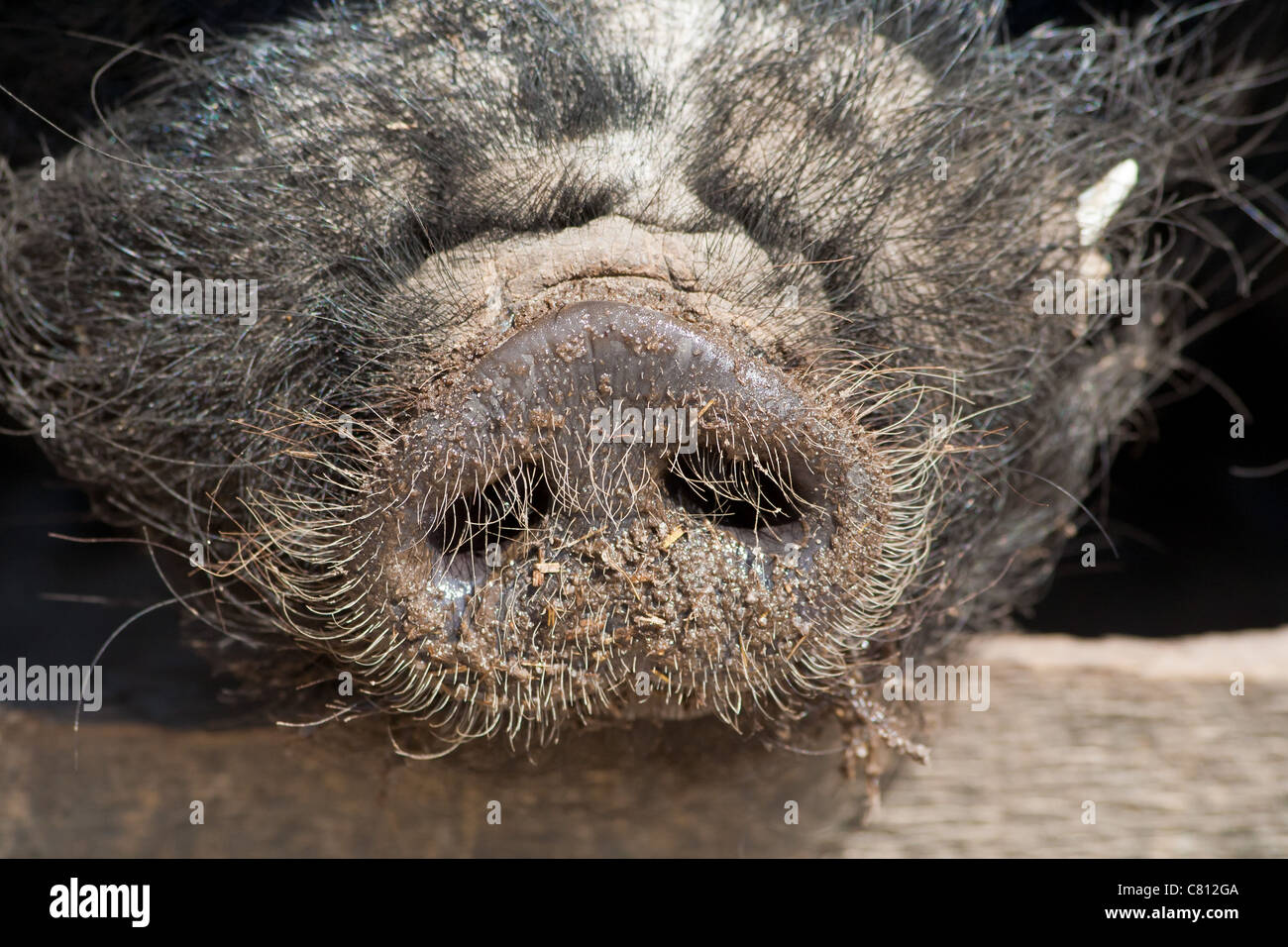 Pigs snout hires stock photography and images Alamy
