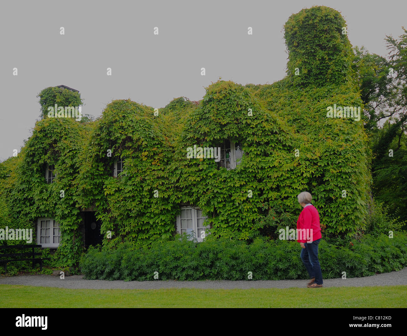 A HOUSE COVERED IN VIRGINIA CREEPER AT LLANWST NORTH WALES Stock Photo A HOUSE COVERED IN VIRGINIA CREEPER AT LLANWST NORTH WALES Stock Photo