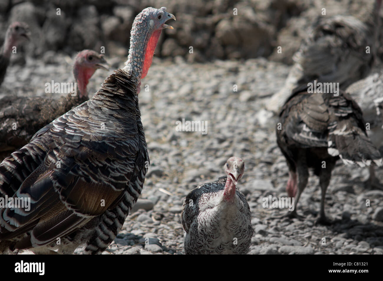 Group of turkey hens gathered and making sounds synchronous Stock Photo Alamy