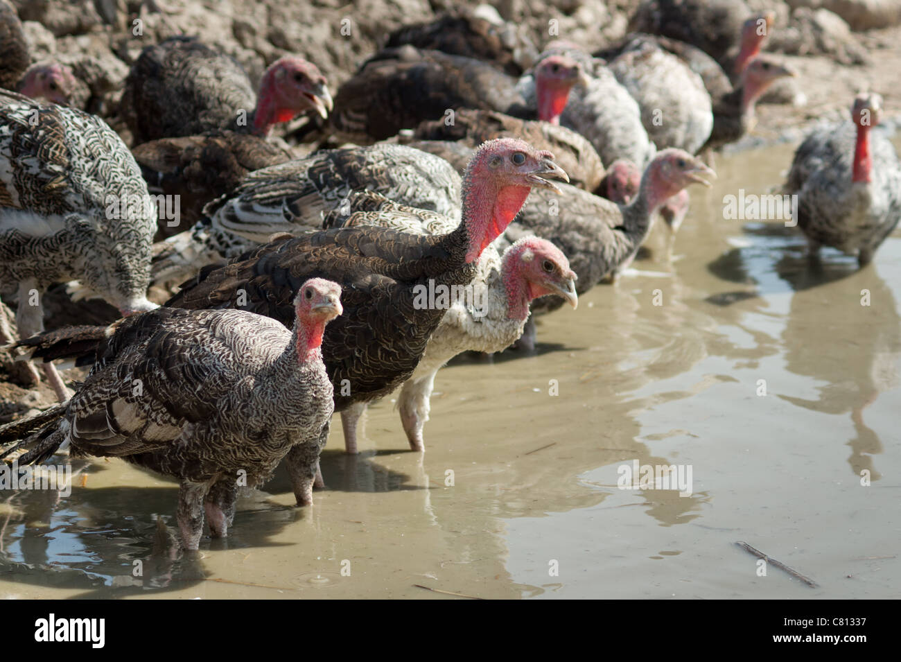 Group of turkey hens gathered and making sounds synchronous Stock Photo Alamy