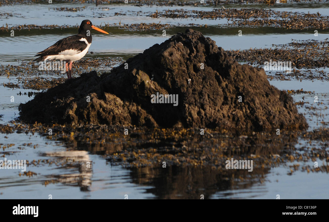 AN OYSTER CATCHER ON ROCKS IN THE MENAI STRAITS, NORTH WALES Stock