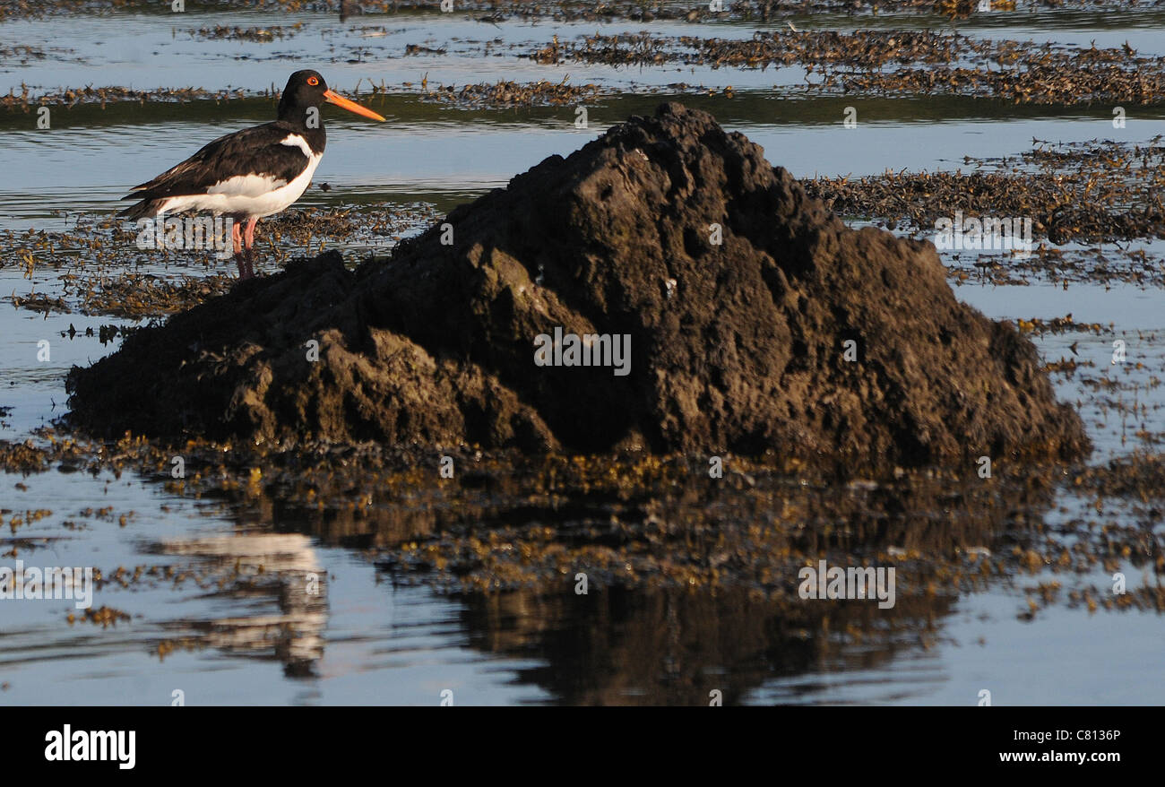 AN OYSTER CATCHER  ON ROCKS IN THE MENAI STRAITS, NORTH WALES. Stock Photo