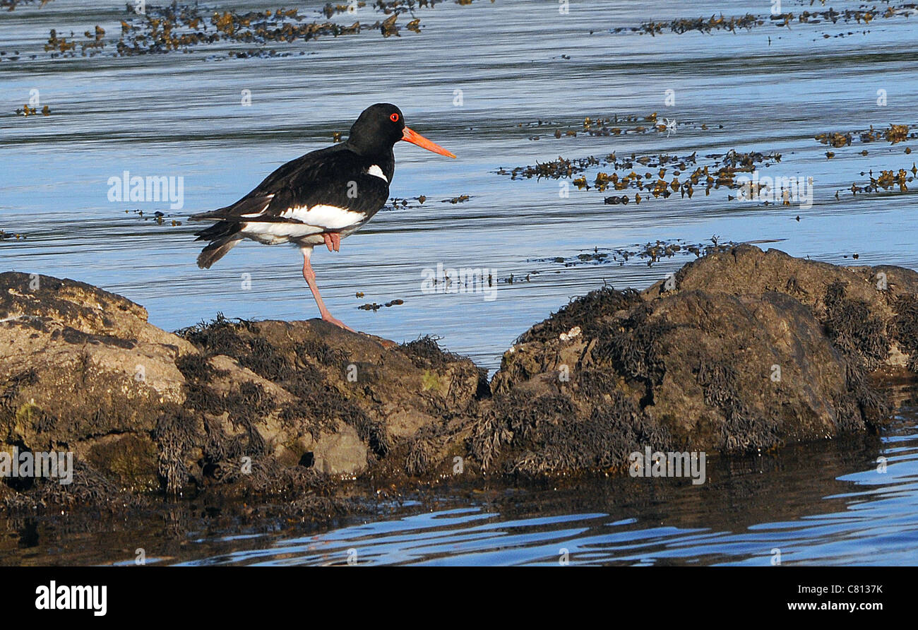 AN OYSTER CATCHER STANDS ON ONE LEG ON ROCKS IN THE MENAI STRAITS