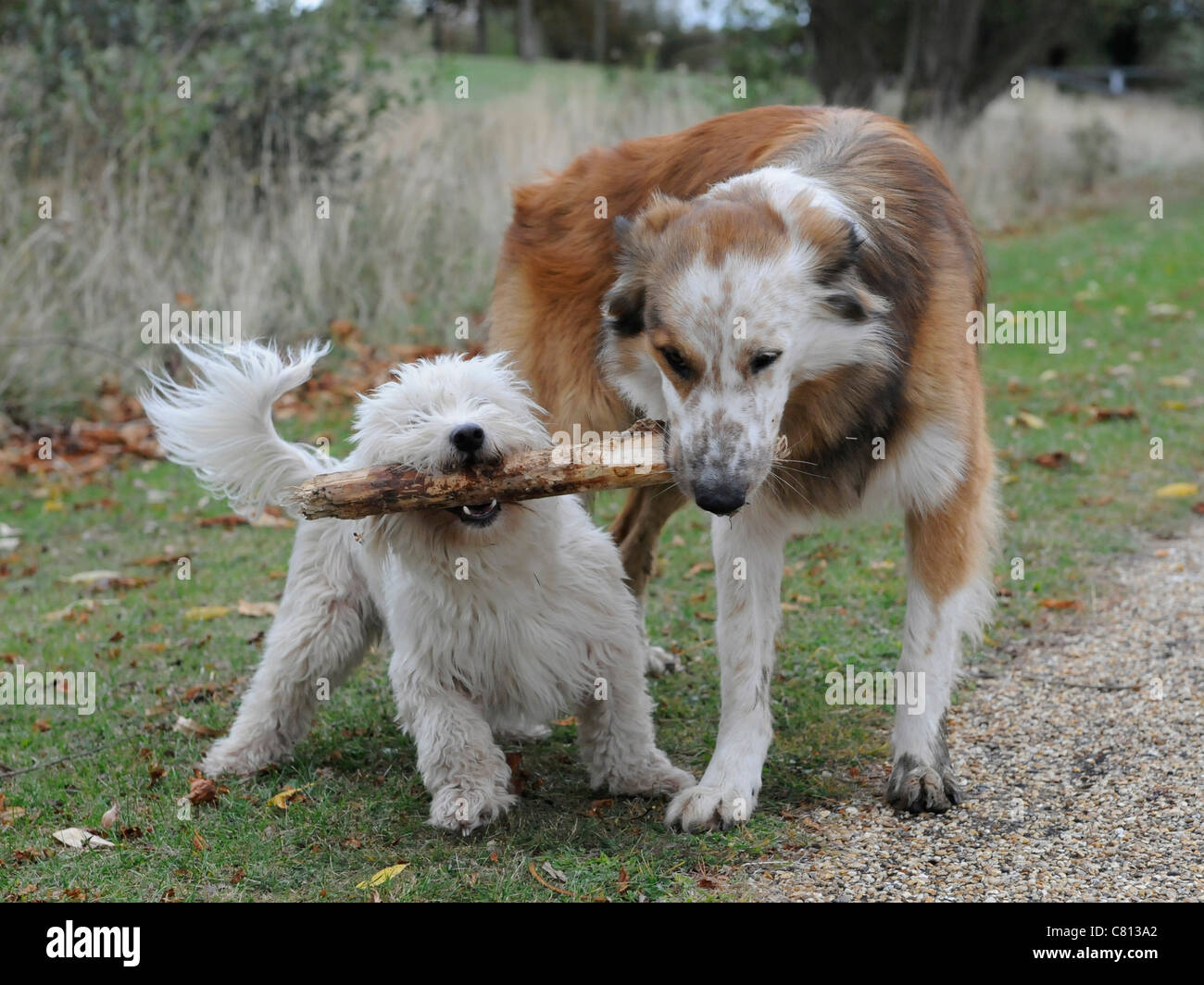 Two dogs holding one stick great teamwork Stock Photo - Alamy