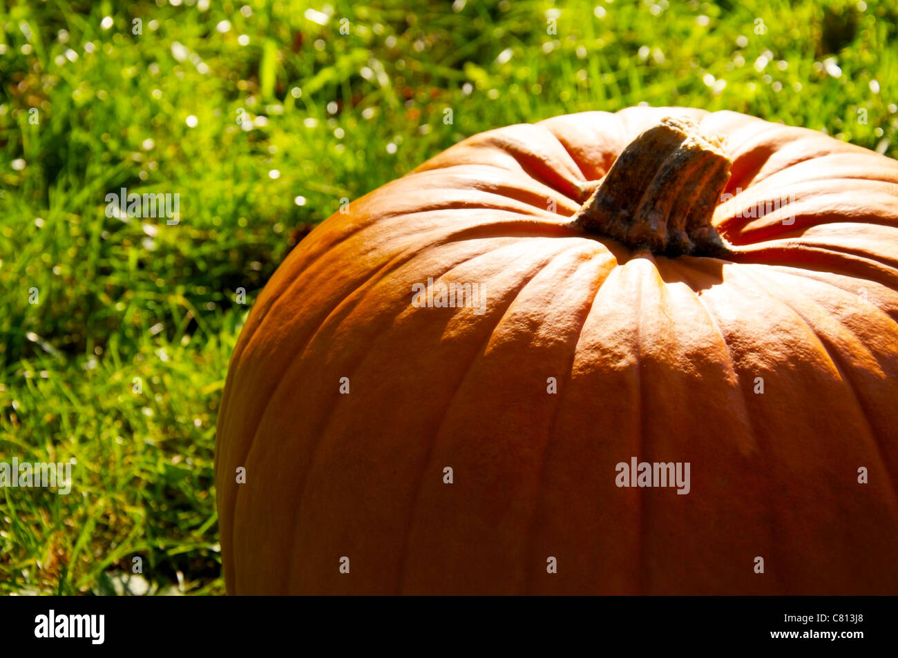 Large, orange pumpkin in the green grass Stock Photo - Alamy