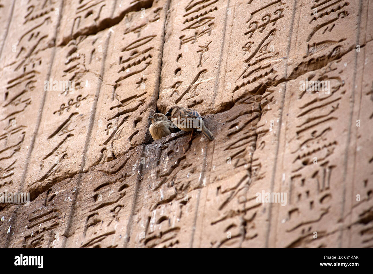 Birds nest on a wall of hieroglyphics, Temple of Horus, Edfu, Egypt