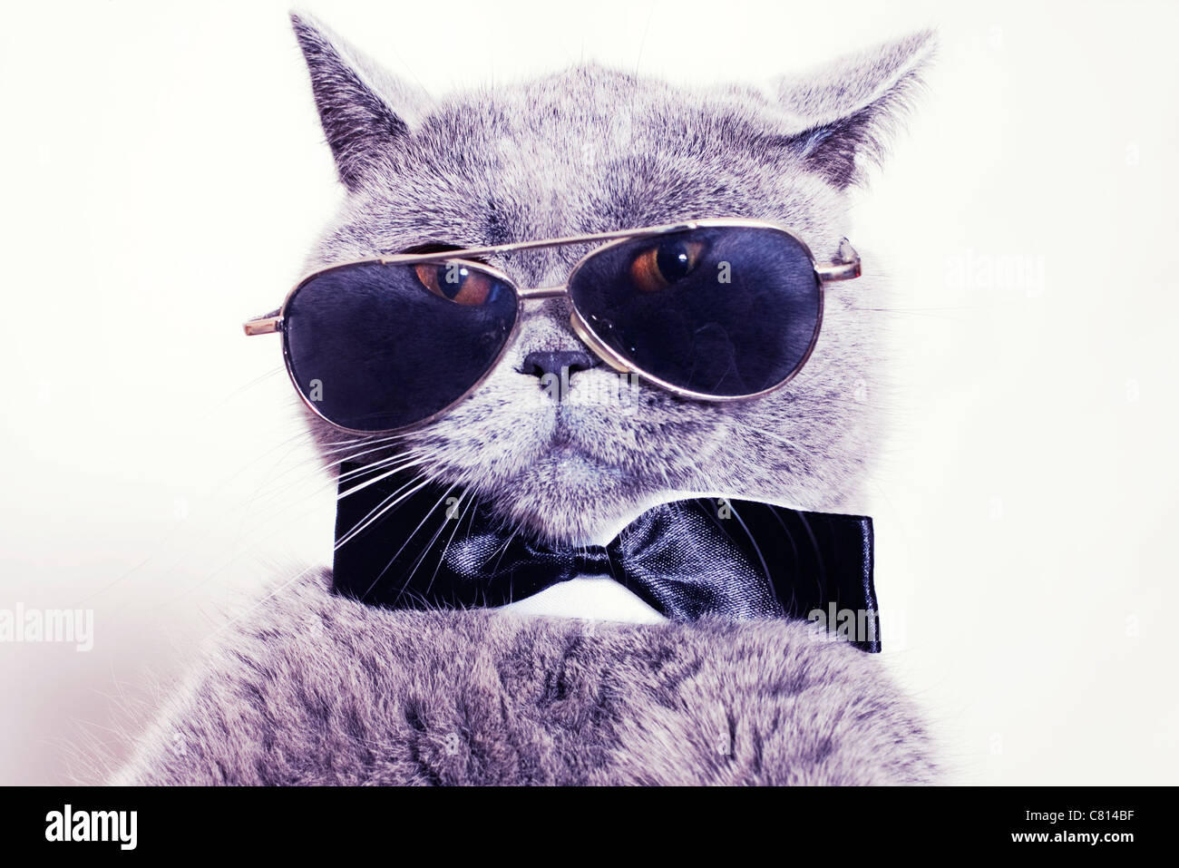 Portrait of British shorthair gray cat wearing sunglasses and a tie bow ...