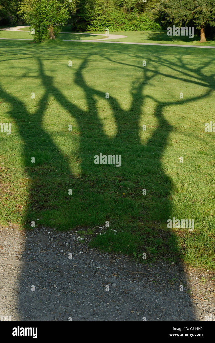 Shadow of the Hawk