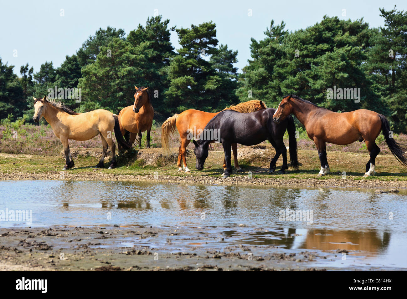 New forest animals hi-res stock photography and images - Alamy
