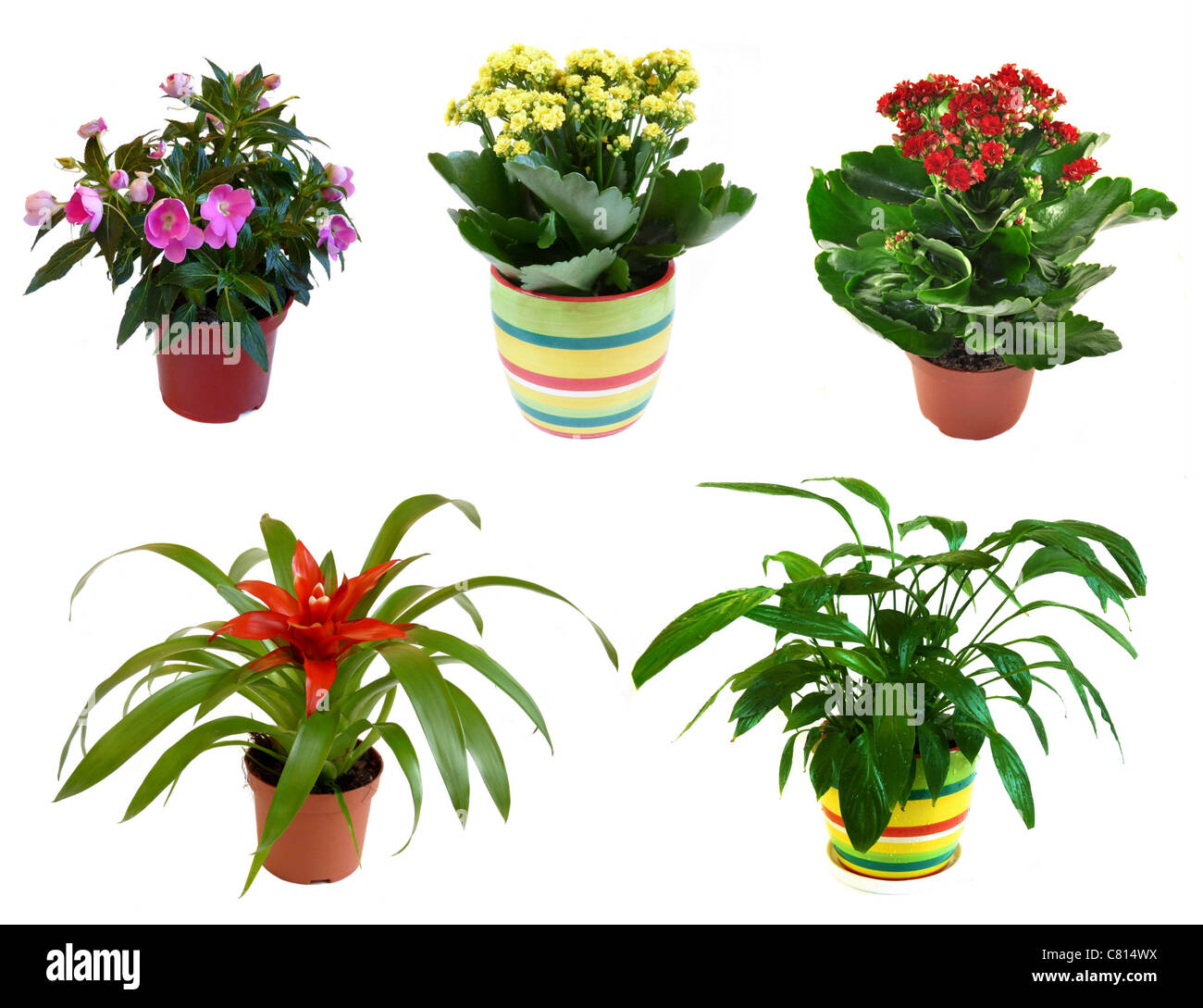 Potted flowers isolated on white background, collage Stock Photo Alamy