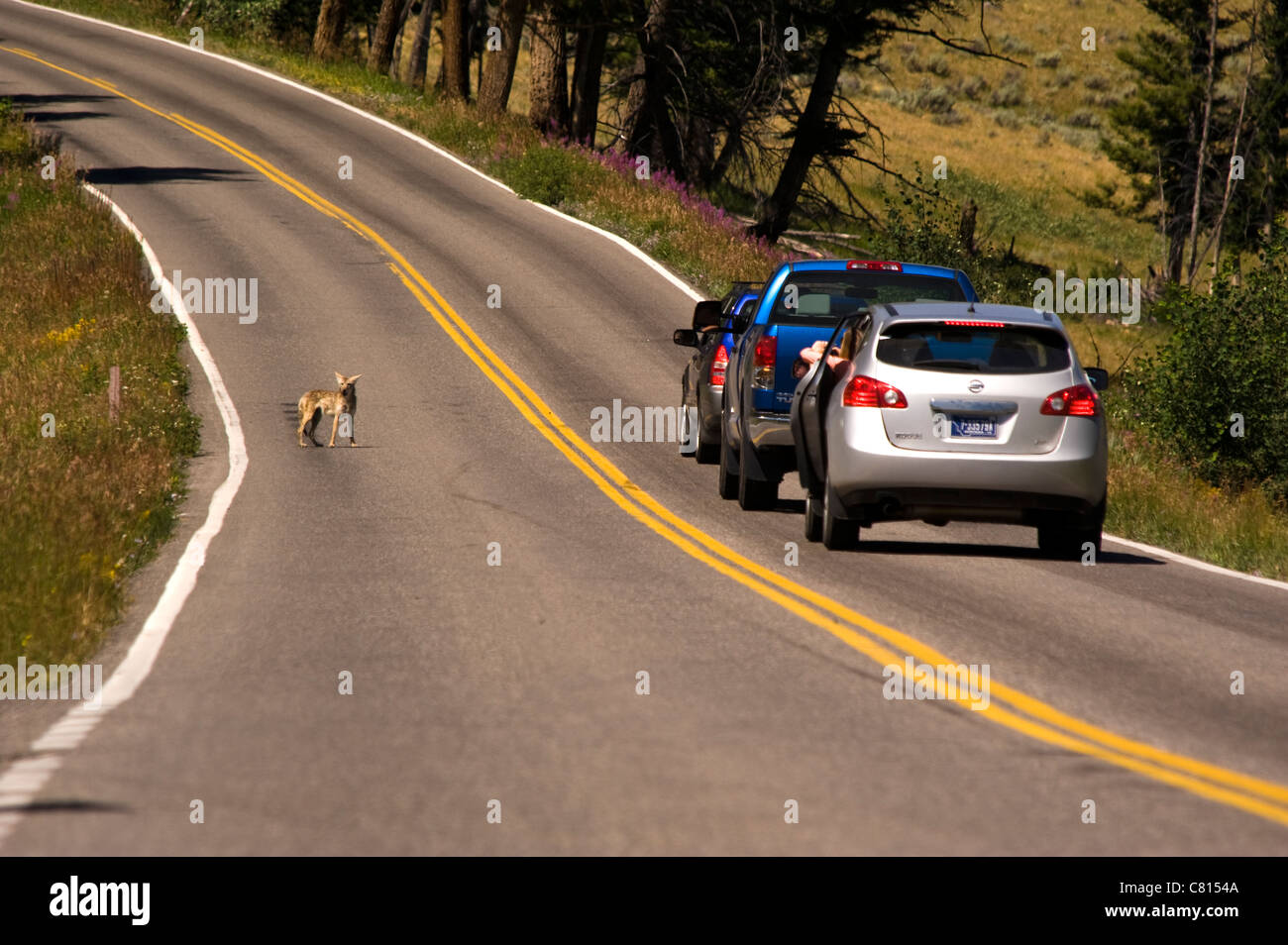 A Coyote in the road at Yellowstone National Park, near Otter Creek - Wyoming USA Stock Photo