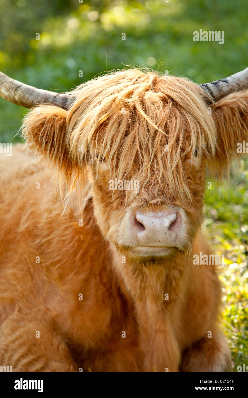 Highland Cow - Kyloe Breed (Bos Taurus), on farm near Franklin, Tennessee, USA Stock Photo