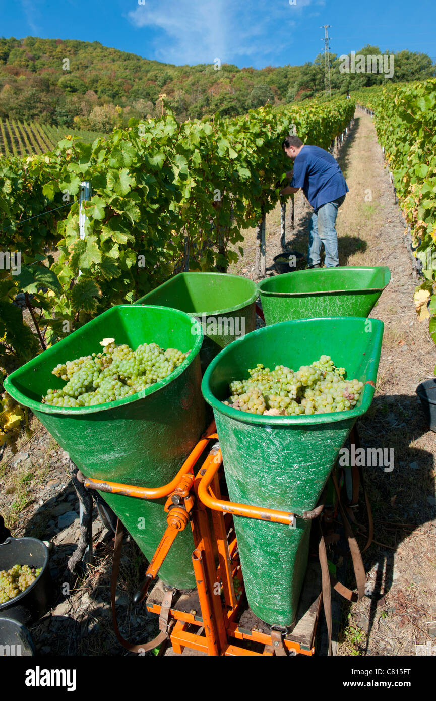 Harvesting Riesling grapes in Mosel Valley in Germany Stock Photo