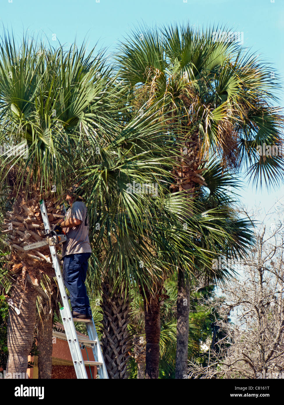 Man cutting down palm trees stock photo alamy