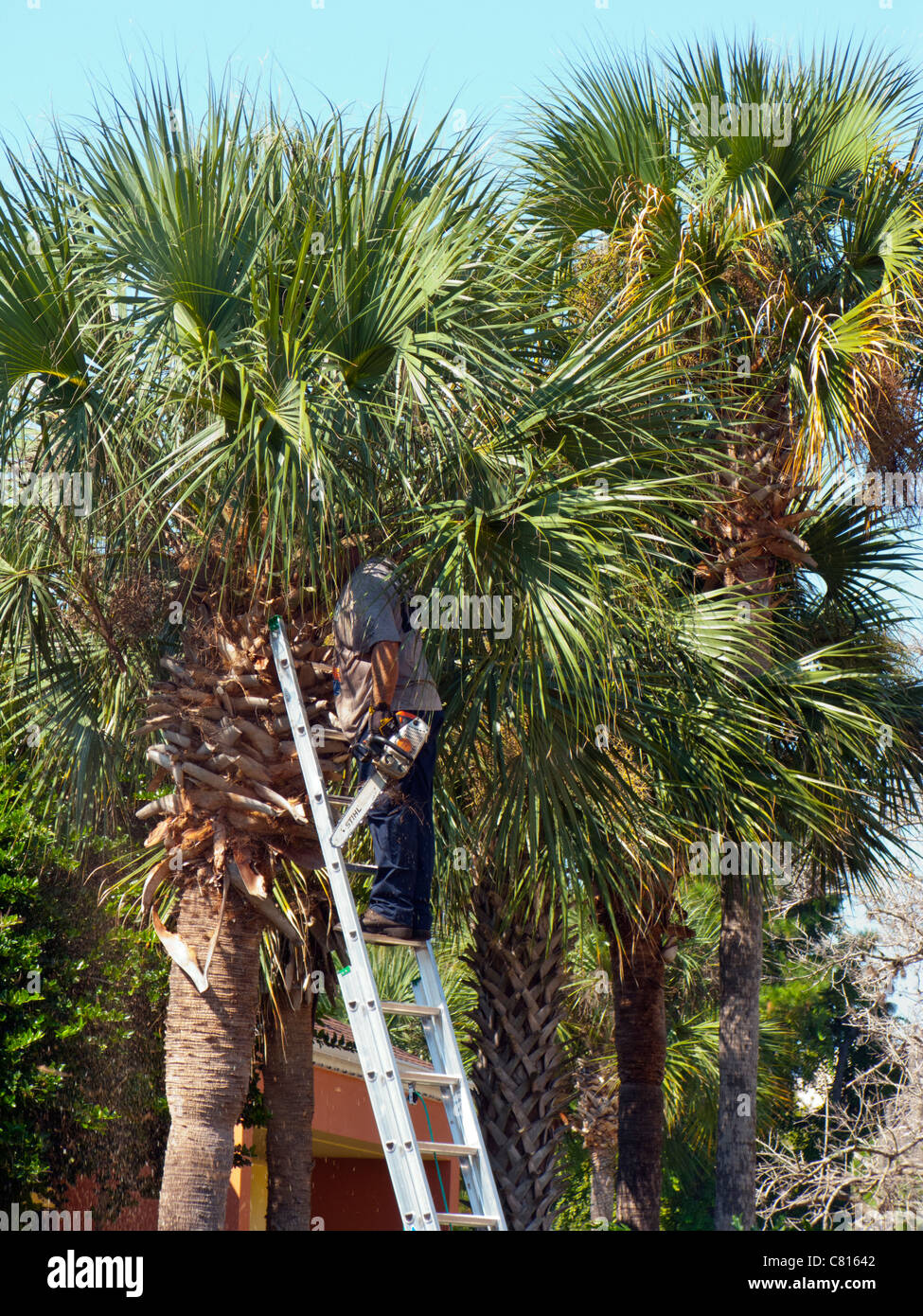 MAN UP A LADDER TRIMMING PALM TREE Stock Photo