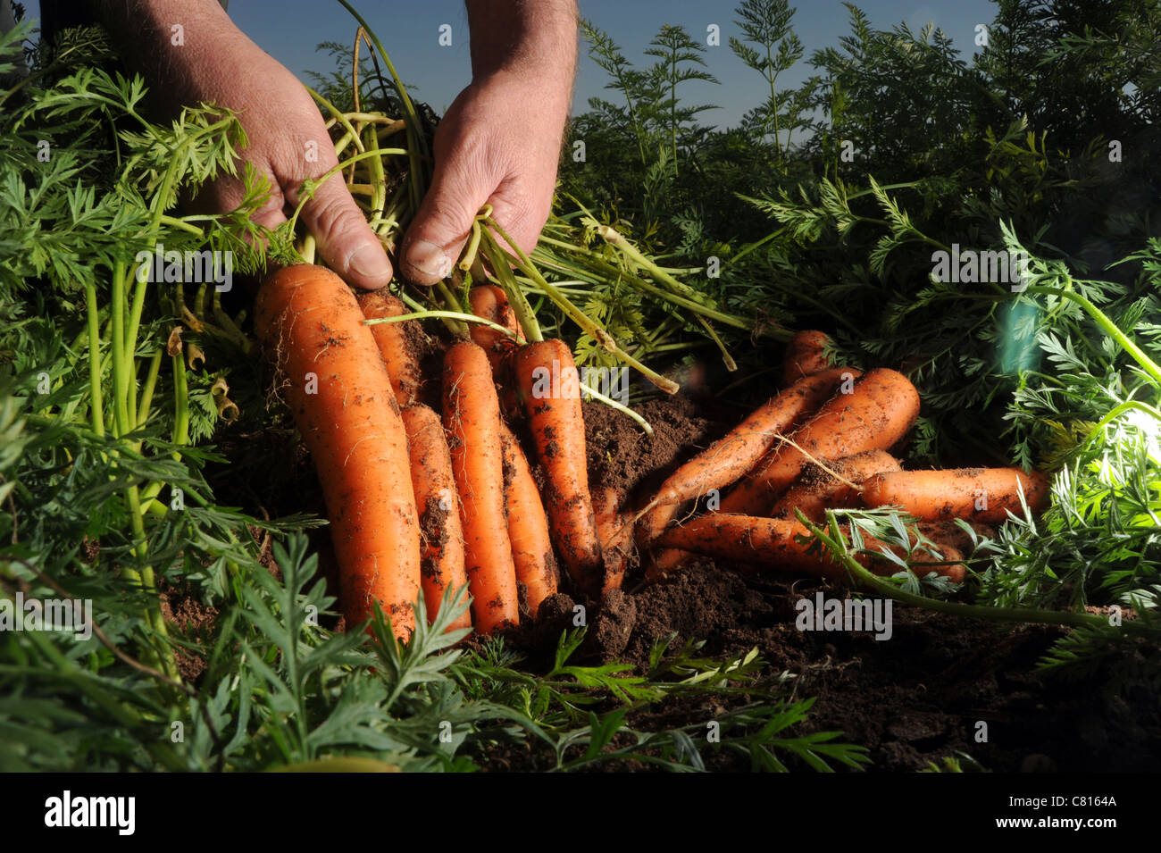 CARROTS BEING HARVESTED PULLED FROM FIELDS BY MANS HANDS RE FARMING CROPS GROWING VEGETABLES HEALTHY EATING GROWING YOUR OWN UK Stock Photo