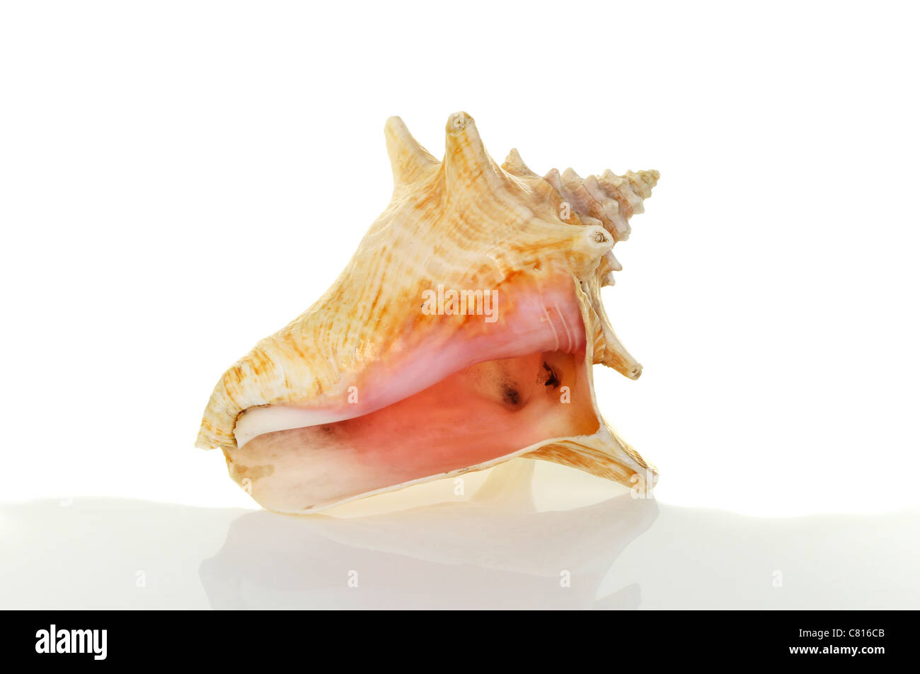 Conch sea snail shell with a soft reflection and shadow against a white background Stock Photo