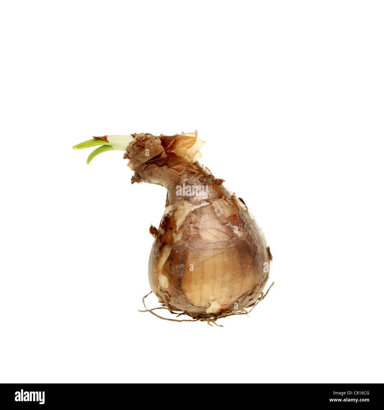 Sprouting daffodil bulb isolated against white Stock Photo Alamy