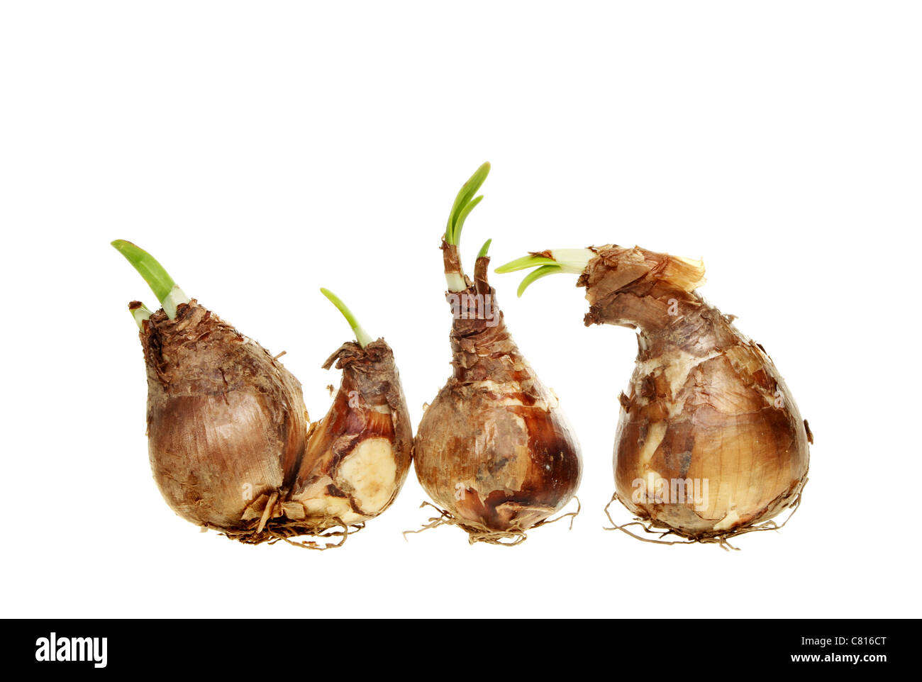 What Do Daffodil Bulbs Look Like