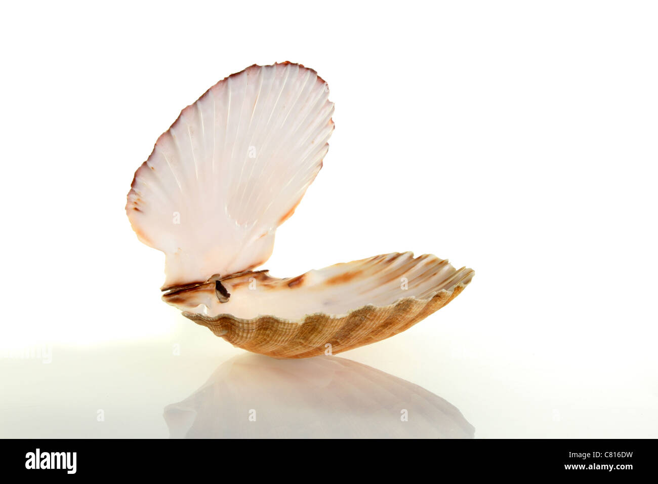 Open scallop shell with soft shadow and reflection against a white background Stock Photo
