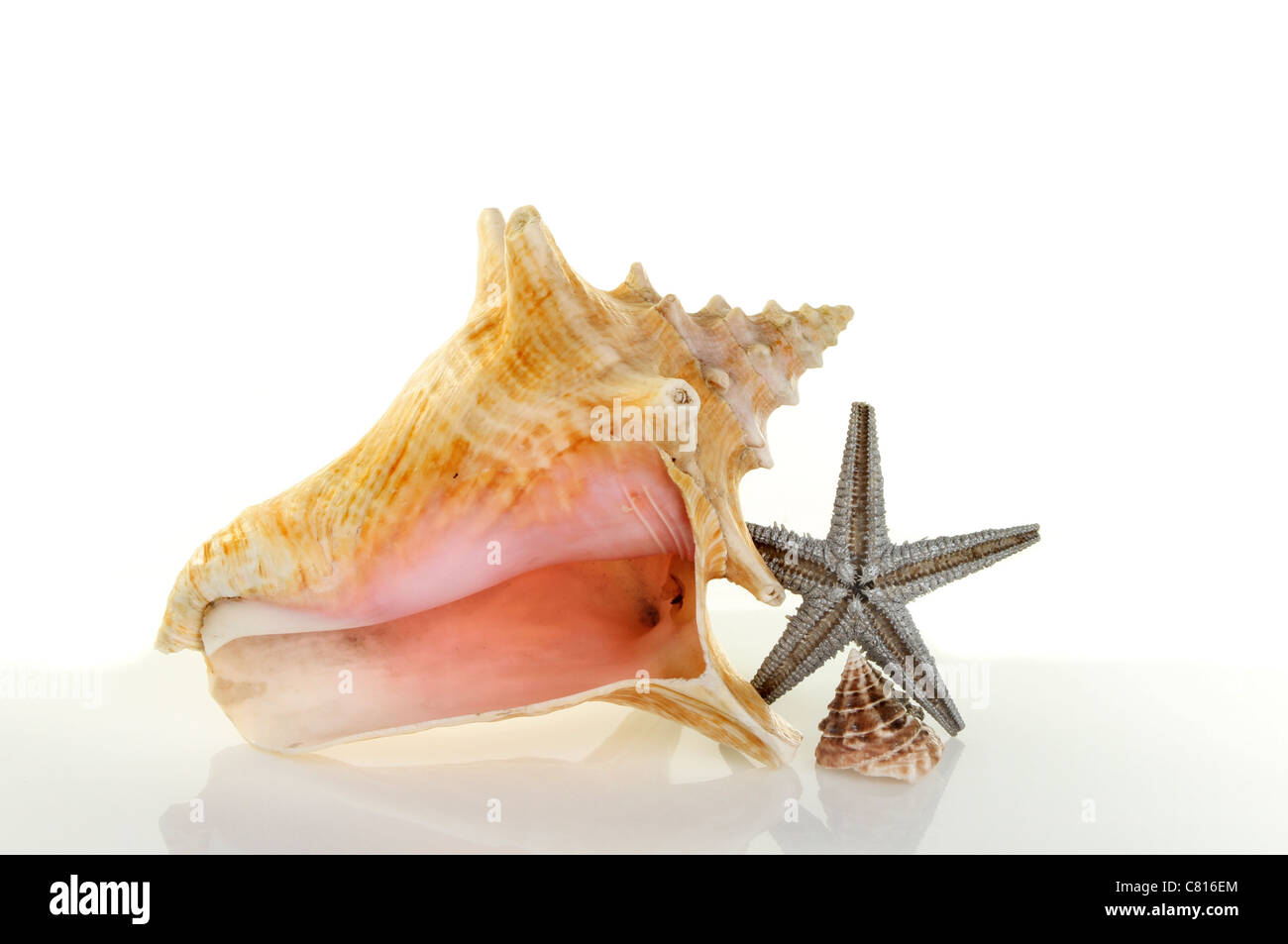 Sea shells, conch shell, conical shell and a dried starfish with soft shadows and reflections against a white background Stock Photo