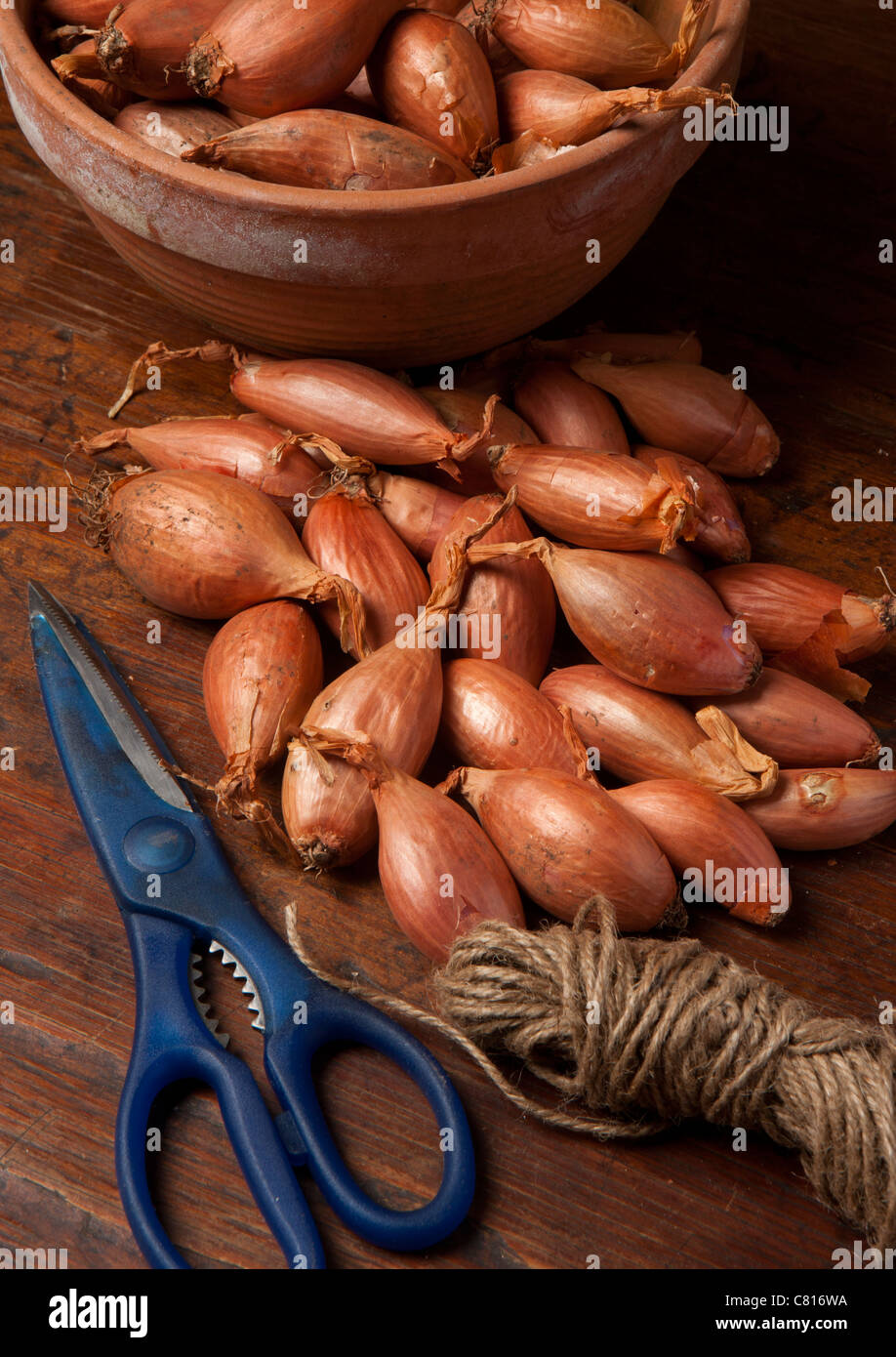 Organic Longor shallots in terracotta bowl garden twine and scissors in foreground Stock Photo