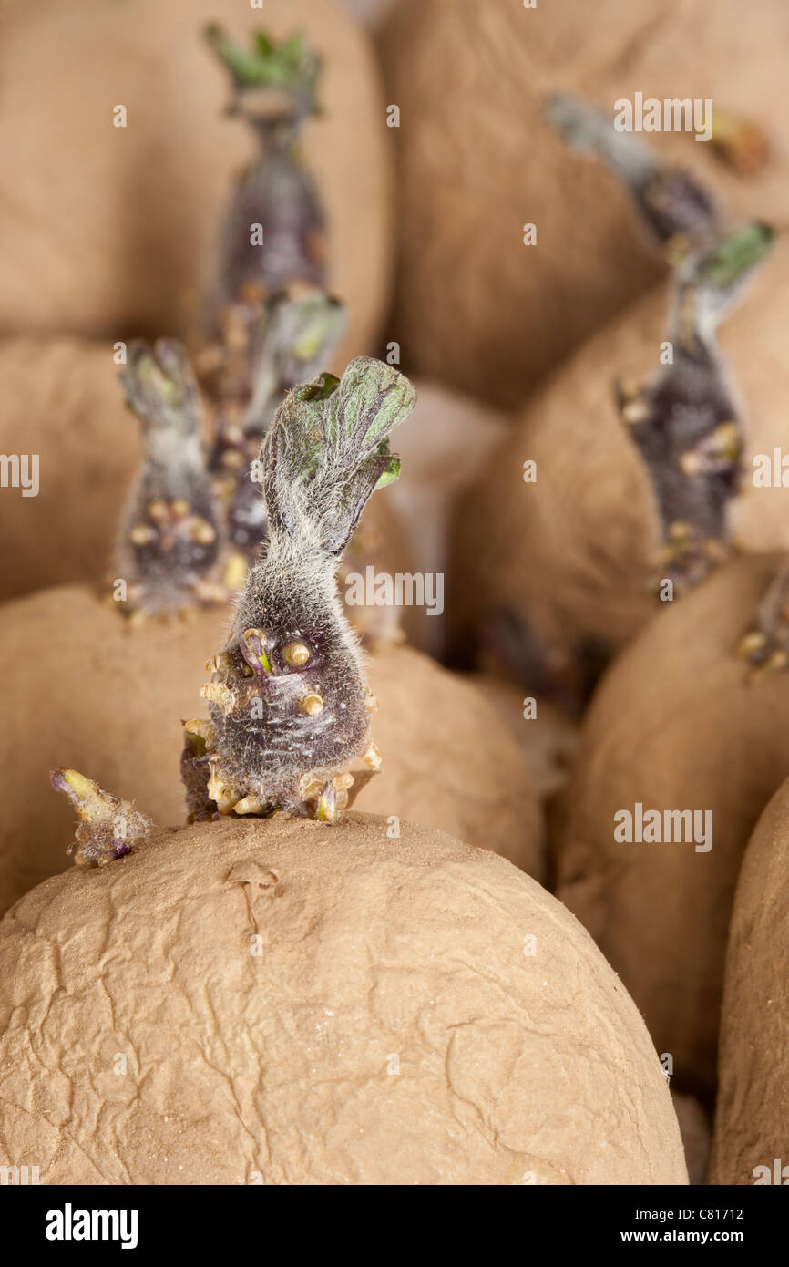 Organic International kidney seed potato chitting potatoes potato chitted in March ready for planting. Salad variety Stock Photo