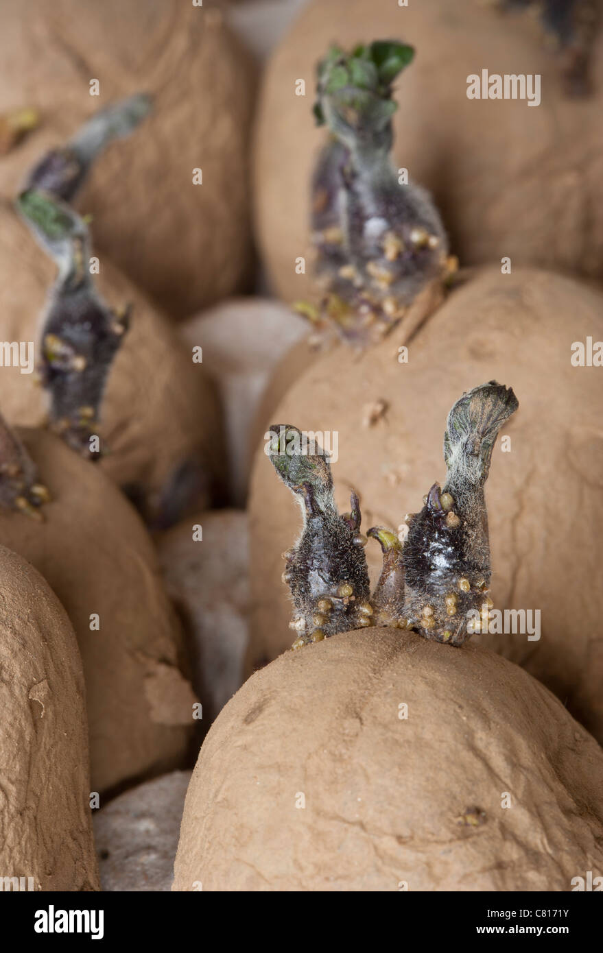 Organic International kidney seed potato chitting potatoes - chitted in March ready for planting. Salad variety Stock Photo