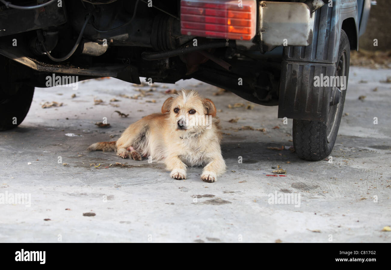 stray dog under car in shade Stock Photo Alamy