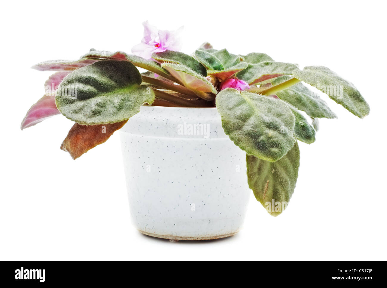 home plant in pot isolated on white Stock Photo - Alamy