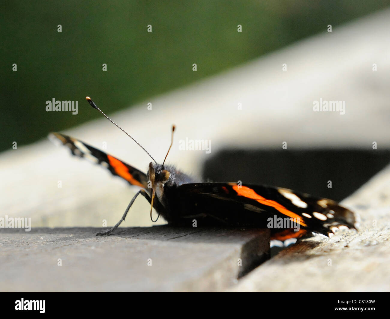 A common British red admiral butterfly showing its probosis Stock Photo