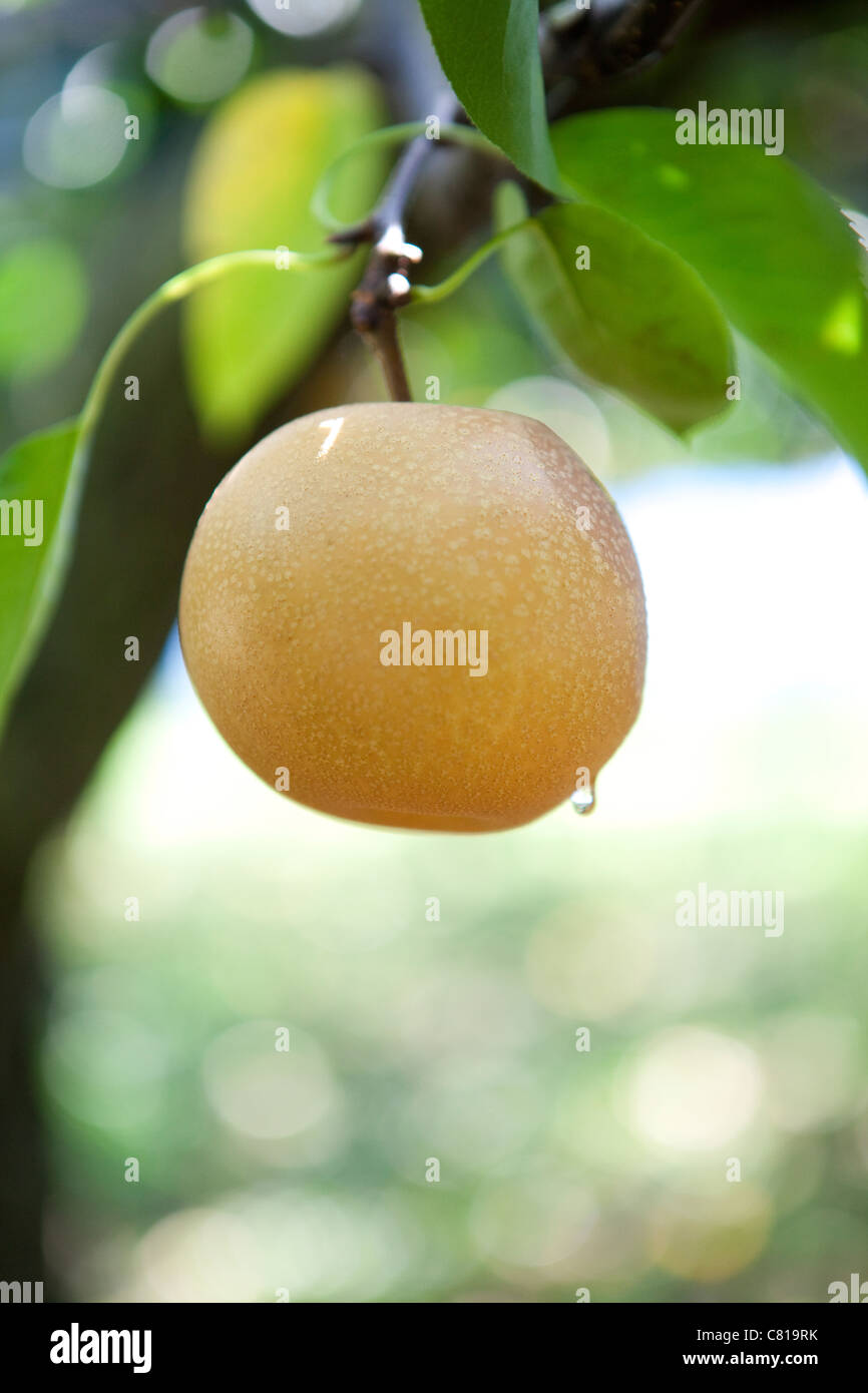 Hosui Pear Crop Stock Photo - Alamy