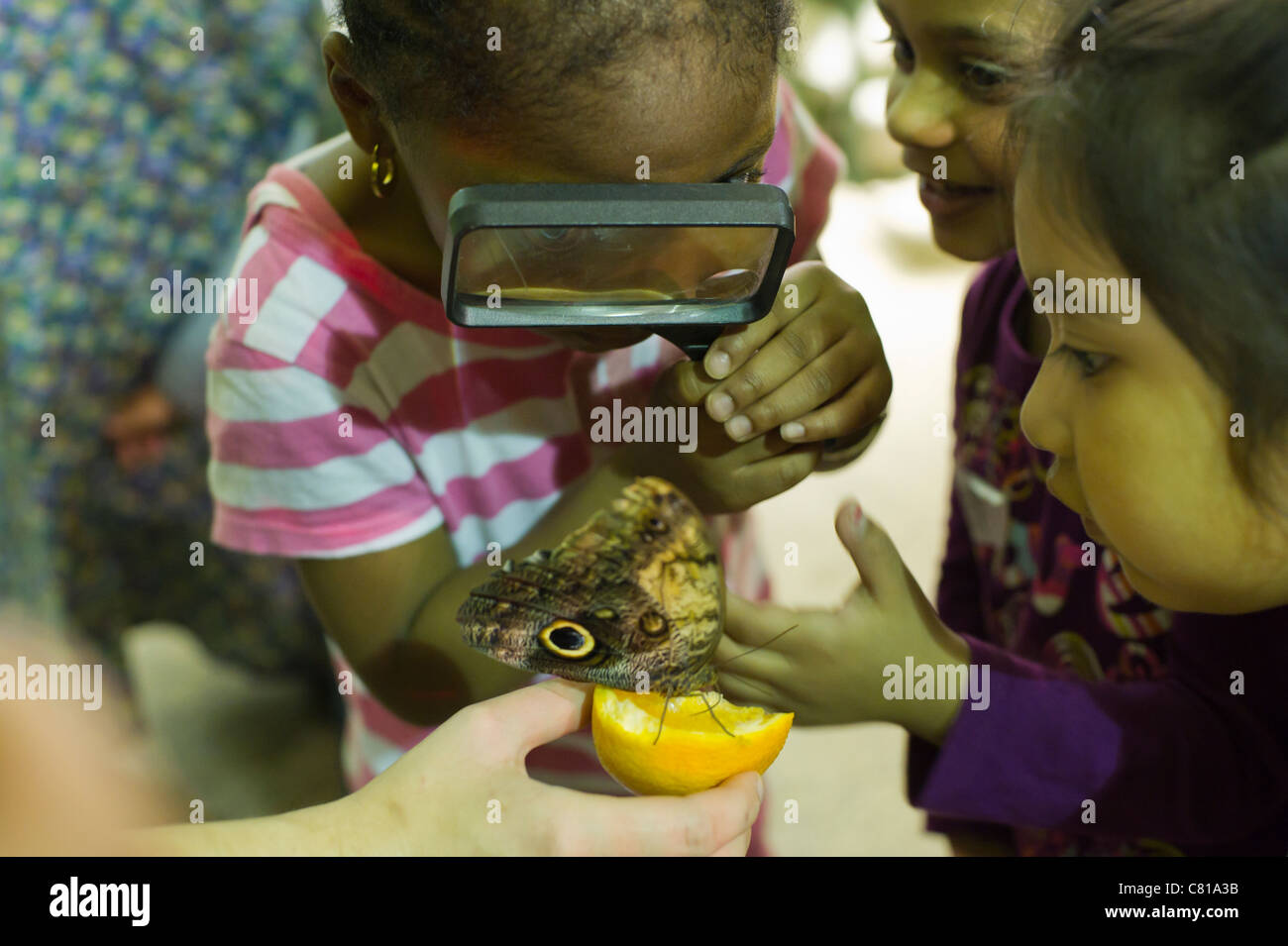 Children observe an owl butterfly (caligo eurilochus) Stock Photo