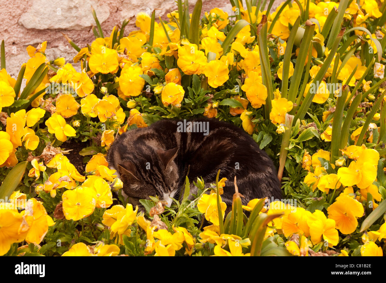 Stray cat sleeping in bed of yellow flowers, Istanbul, Turkey Stock