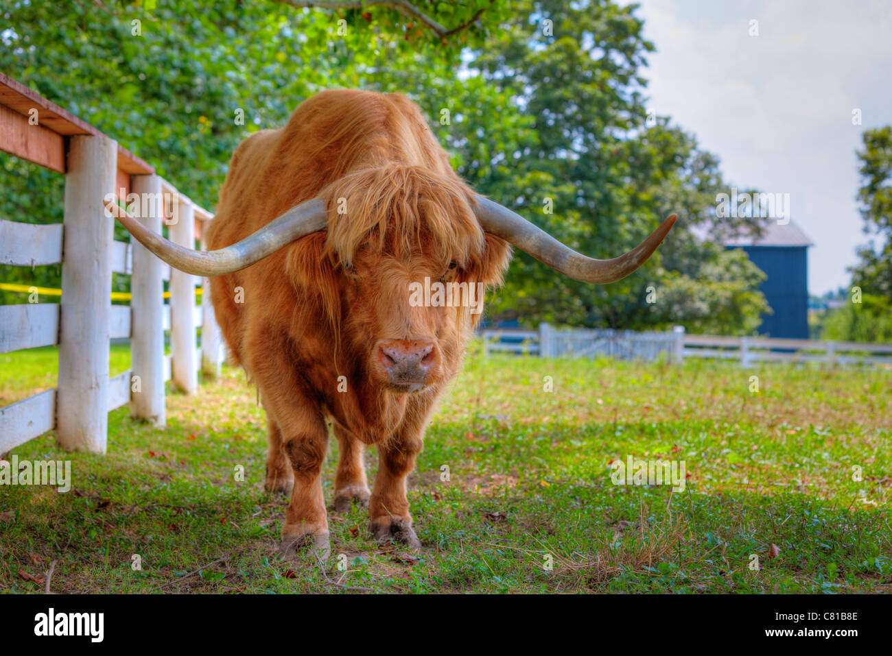 Scottish Highlander bull Stock Photo Alamy