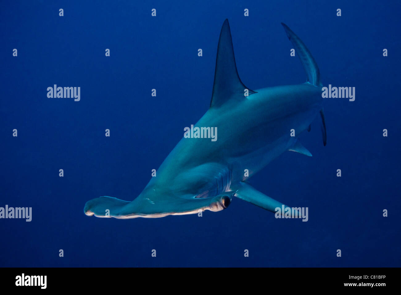 Hammer head shark , Red Sea underwater, Egypt, predator, dangerous, ocean, sea, blue water, deep, ocean, scuba, diving Stock Photo