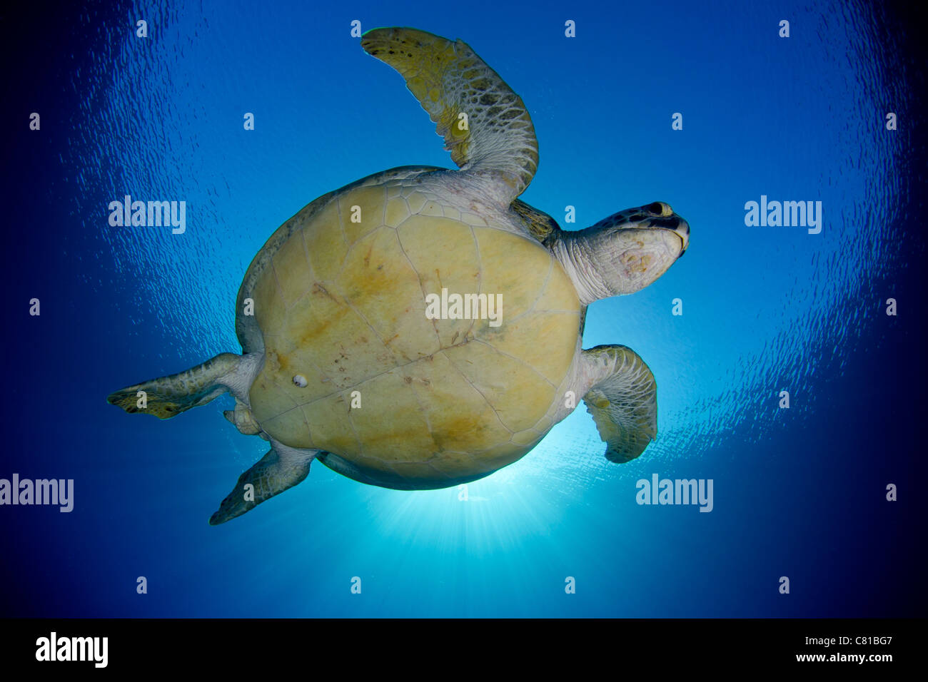 green sea turtle, Red Sea underwater, marine life, sea life, blue water, clear water, ocean, sea, scuba, diving, turtle, Stock Photo