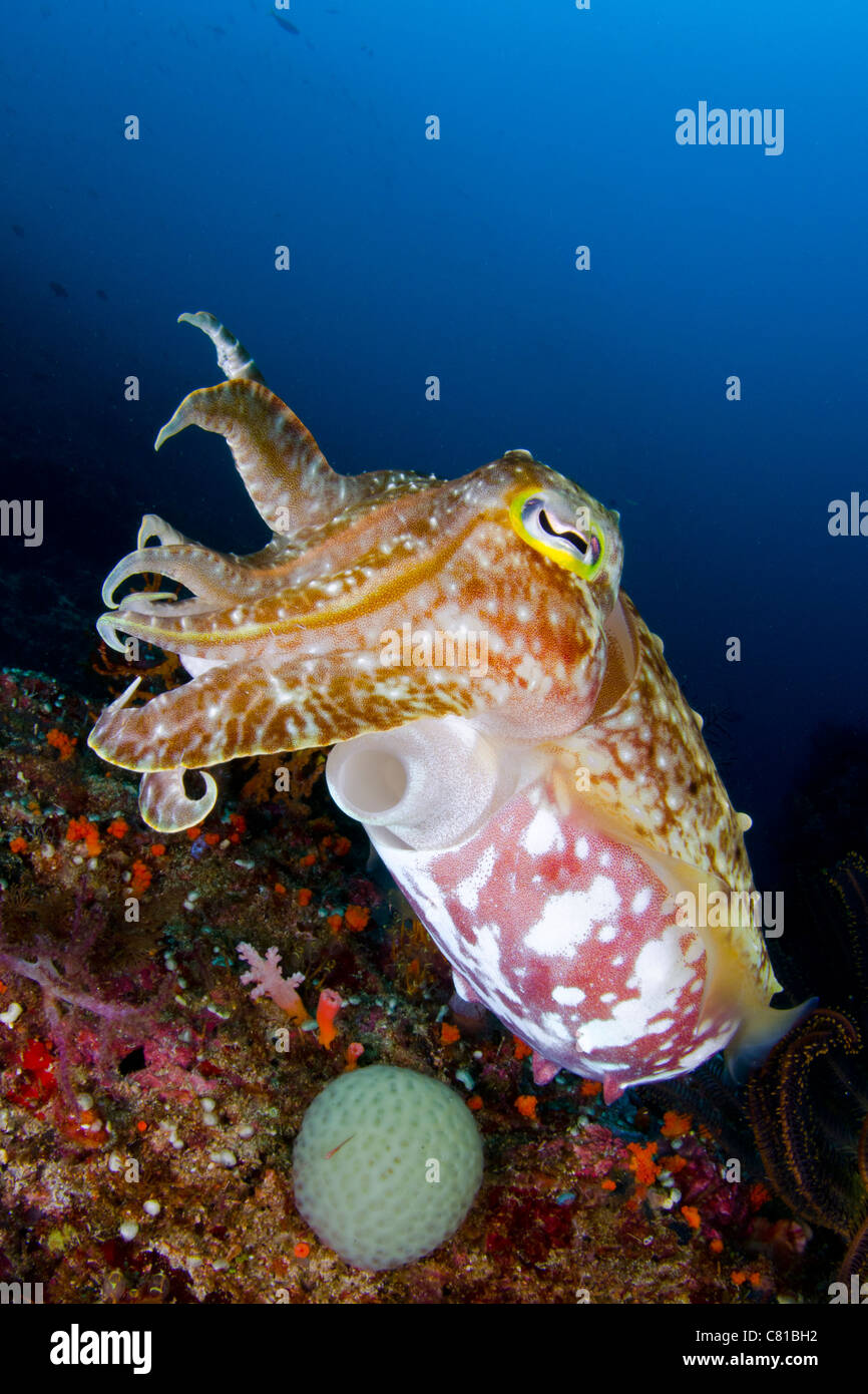 Cuttlefish in coral reef, underwater, sea life, marine life, scuba, diving, ocean, sea, blue water, clear water, coral reef Stock Photo