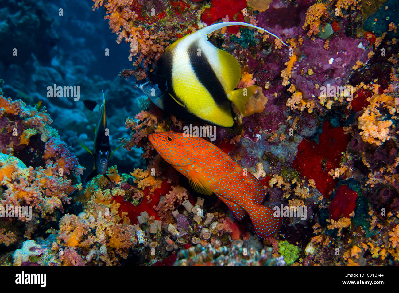 Maldives, underwater sea life and fish, grouper, tropical reef, coral reef, deep, scuba, diving, ocean, sea, Stock Photo