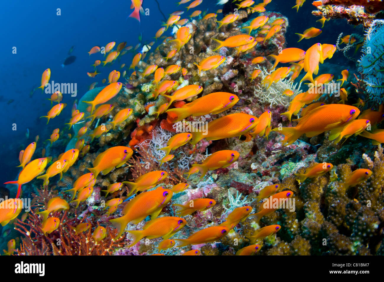 Maldives, underwater sea life and fish, school of fish, anthias fish, blue water, clear water, deep, scuba, diving, ocean, sea Stock Photo