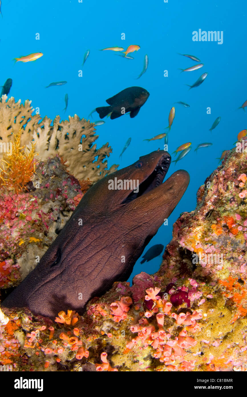 Maldives, underwater sea life and fish, moray eel, fish, colorful, scuba, ocean, coral reef, sea, diving, blue water. Stock Photo