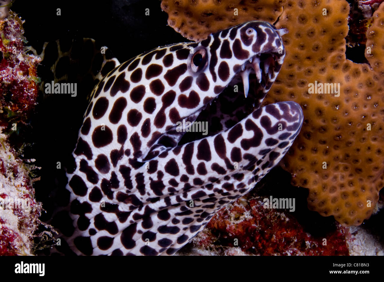 Maldives, underwater sea life and fish, moray eel, tropical reef, coral reef, scuba, ocean,  sharp teeth, jaw, fang, ocean, sea. Stock Photo