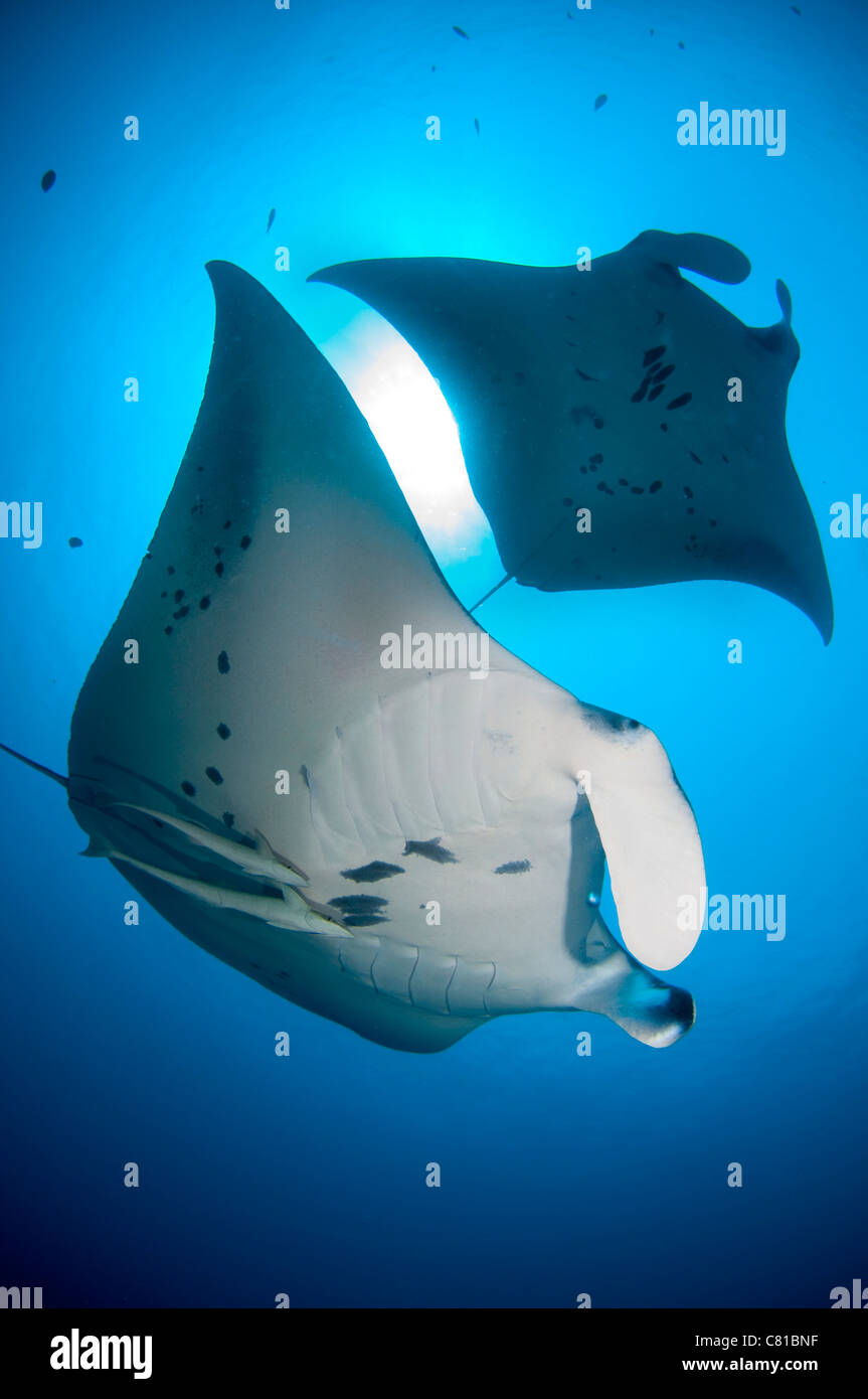 Manta rays in Maldives, underwater, hanifaru, plankton, feeding marine life, blue water, clear water, ocean, sea, scuba, diving Stock Photo