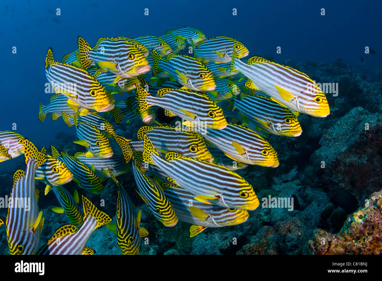 Maldives, underwater sea life and fish, school of fish, sweet lips fish, blue water, fotosub, ocean, sea, tropical reef, scuba, Stock Photo