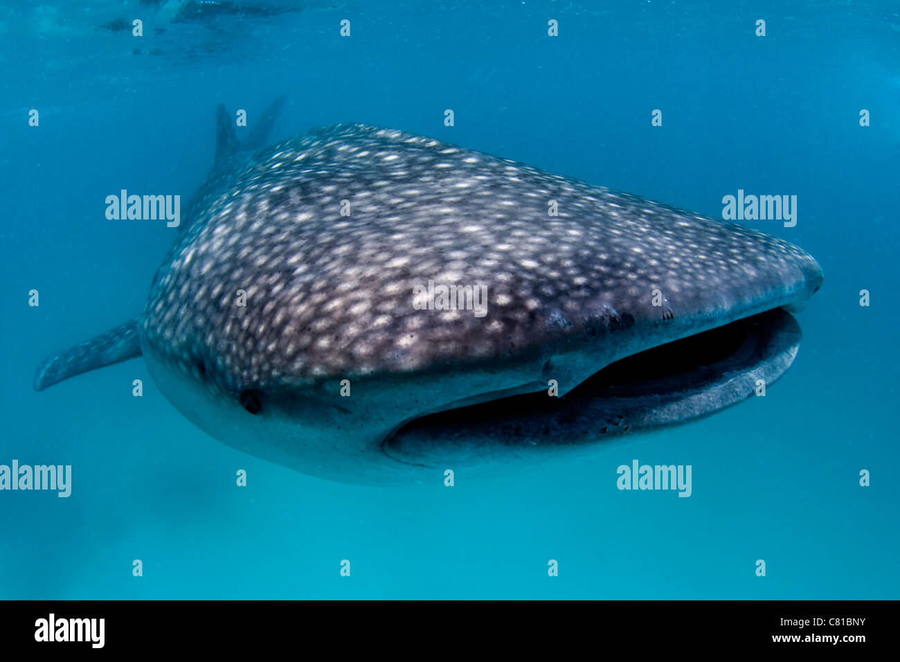 Whale shark in Maldives, shallow water, blue water, snorkel, ocean, sea, fish, plankton, feeding marine life, Hanifaru, Stock Photo