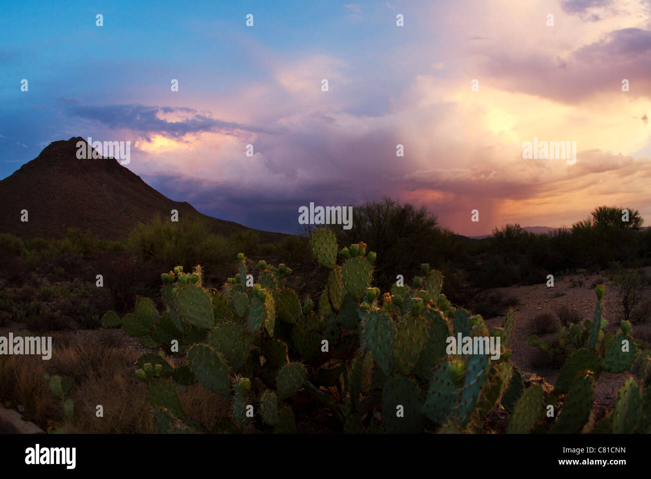Arizona desert sunset, distant thunderstorms and foreground of cactus. Stock Photo
