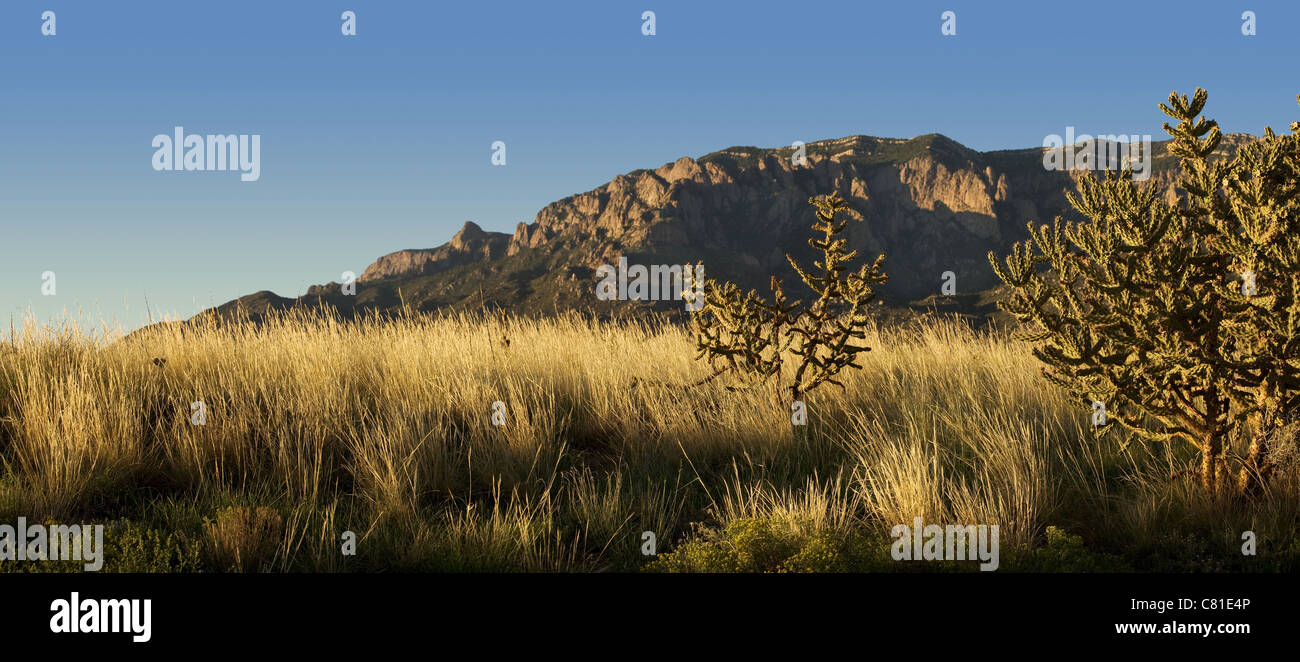 Evening light bathes Albuquerque's Sandia Mountains and desert flora in golden light Stock Photo