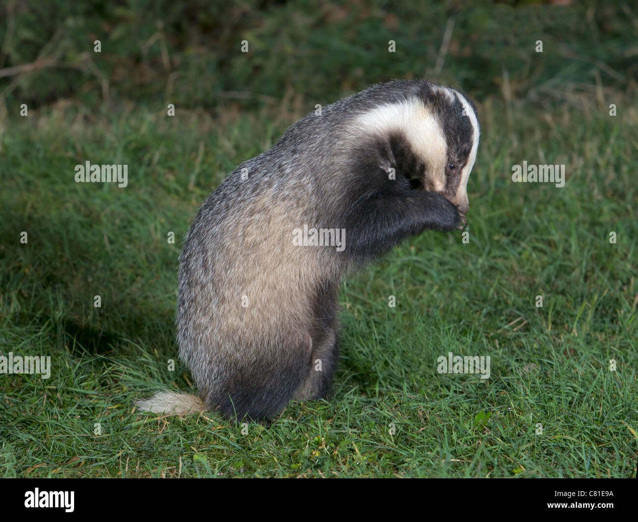 European badger sitting upright Stock Photo